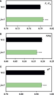 Novel Role of JAC1 in Influencing Photosynthesis, Stomatal Conductance, and Photooxidative Stress Signalling Pathway in Arabidopsis thaliana